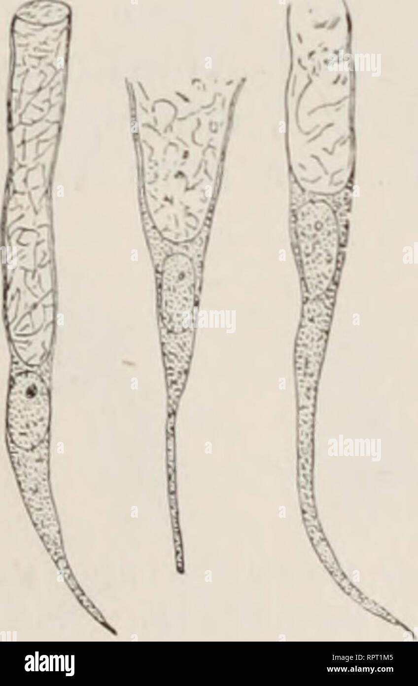 . Allgemeine Physiologie; ein Grundriss der Lehre vom Leben. Physiologie; Biologie.mus eine so überaus wichtige Rolle spielen, jahrforschung sie gewisse innere Gewebeflächen durch Your Schleimabsonderung schützen und glatt und feucht Ei' halten, sind stets zyliudriscli. Ihr Kern, von etwas Konsi-stenterem Protoplasma umgeben, Balatonfüred am Grunde des Zellkörpers, 5/6 der obere Teil der Zelle, der einem die freie Schleimhautfläche grenzt, von einer Substanz, dem Mucigen, gebildet wird, ein Sterben der Oberfläche in stetiger Umbildung in] Iucin begritten ist. Bei mit Tätigkeit der Zelle teilt sich kontinuier Stockfoto