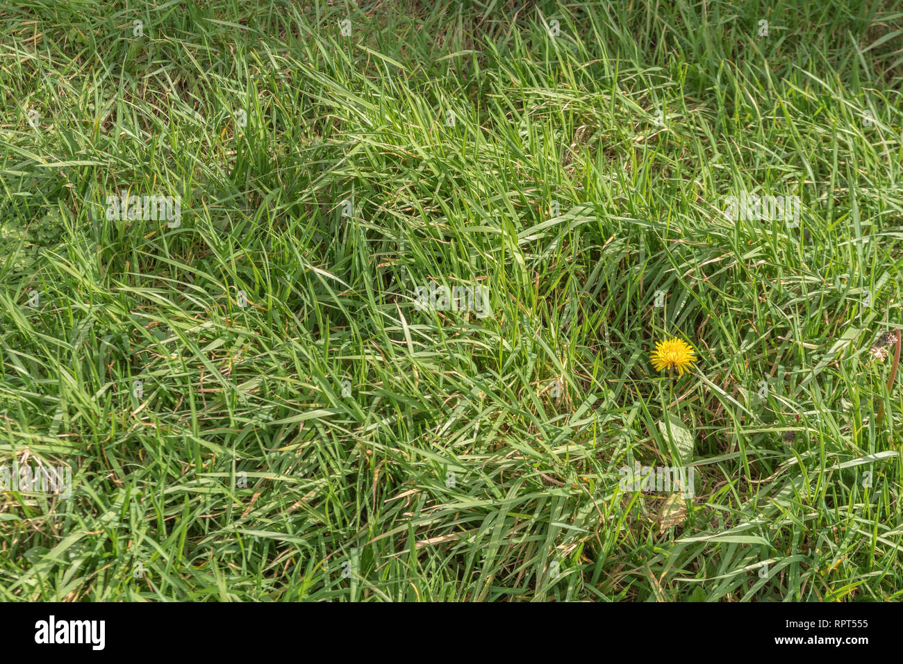 Einsame gelbe Dandelionenblume in einem Flecken Gras. Metapher für Isolation, isoliert, Einzelgängerei. Löwenzahn isoliert, Grasflecken, essbare Blumen Stockfoto