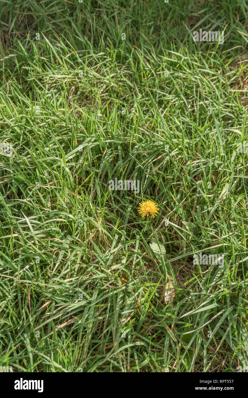 Einsame gelbe Dandelionenblume in einem Flecken Gras. Metapher für Isolation, isoliert, Einzelgängerei. Löwenzahn isoliert, Grasflecken, essbare Blumen Stockfoto