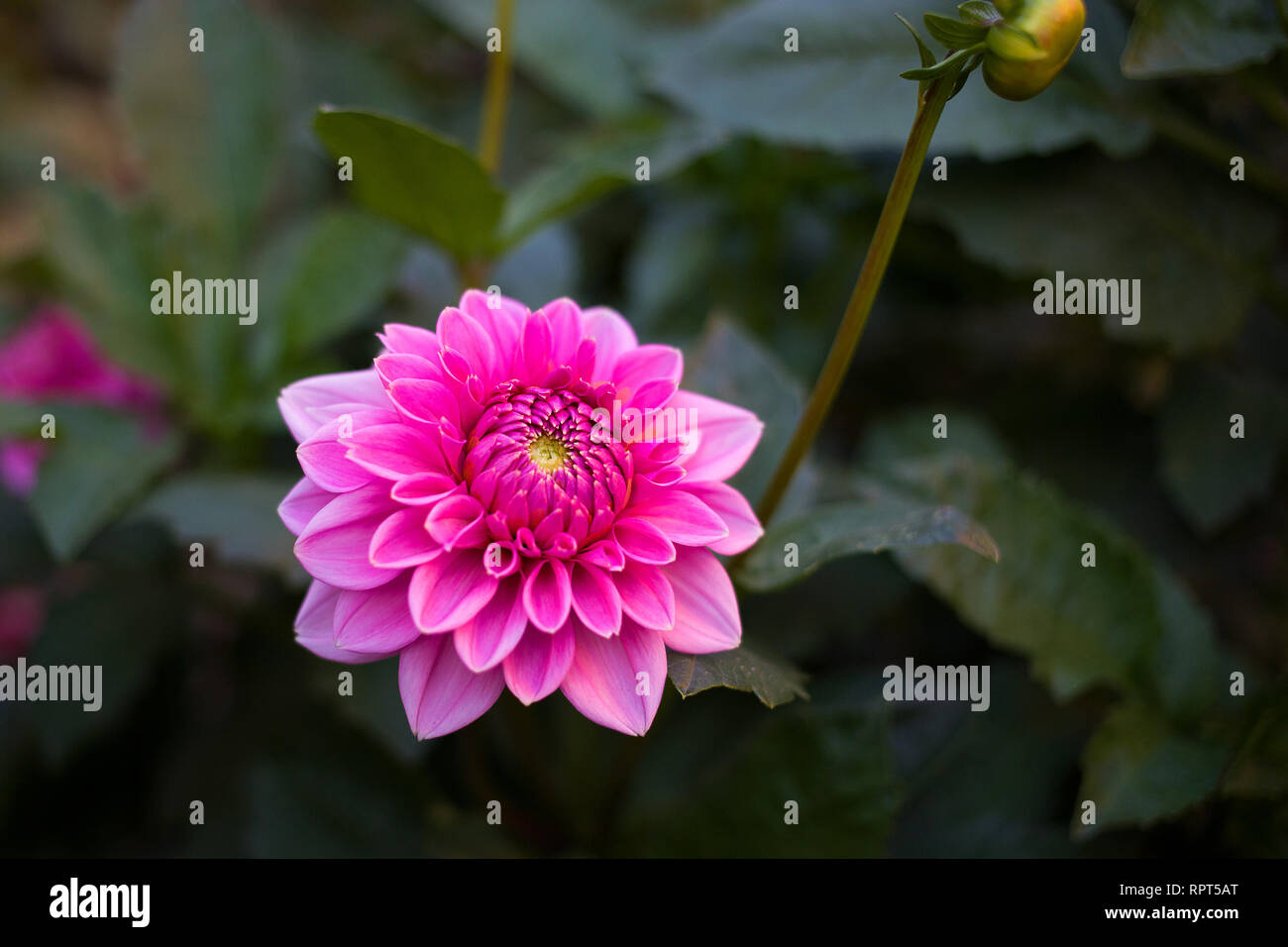 Schöne rosa Dahlie ist seit den späten Sommer zu blühen Stockfoto