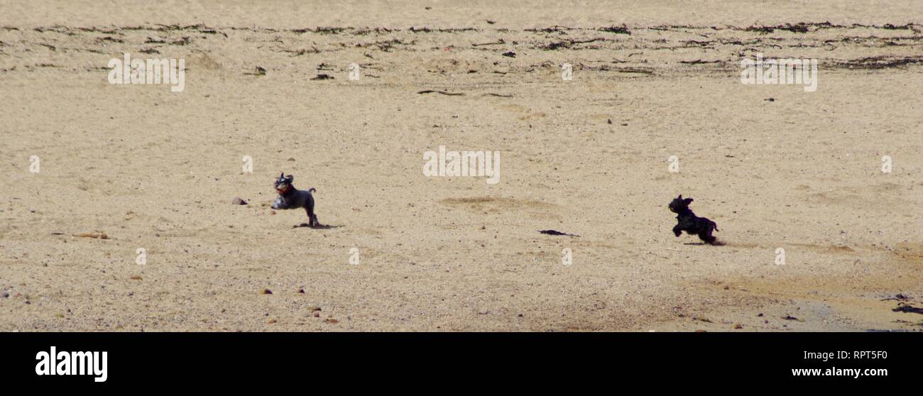Zwei Terrier Hunde, die auf dem Sand bei Crail Strand, Fife, Schottland, Großbritannien. Stockfoto