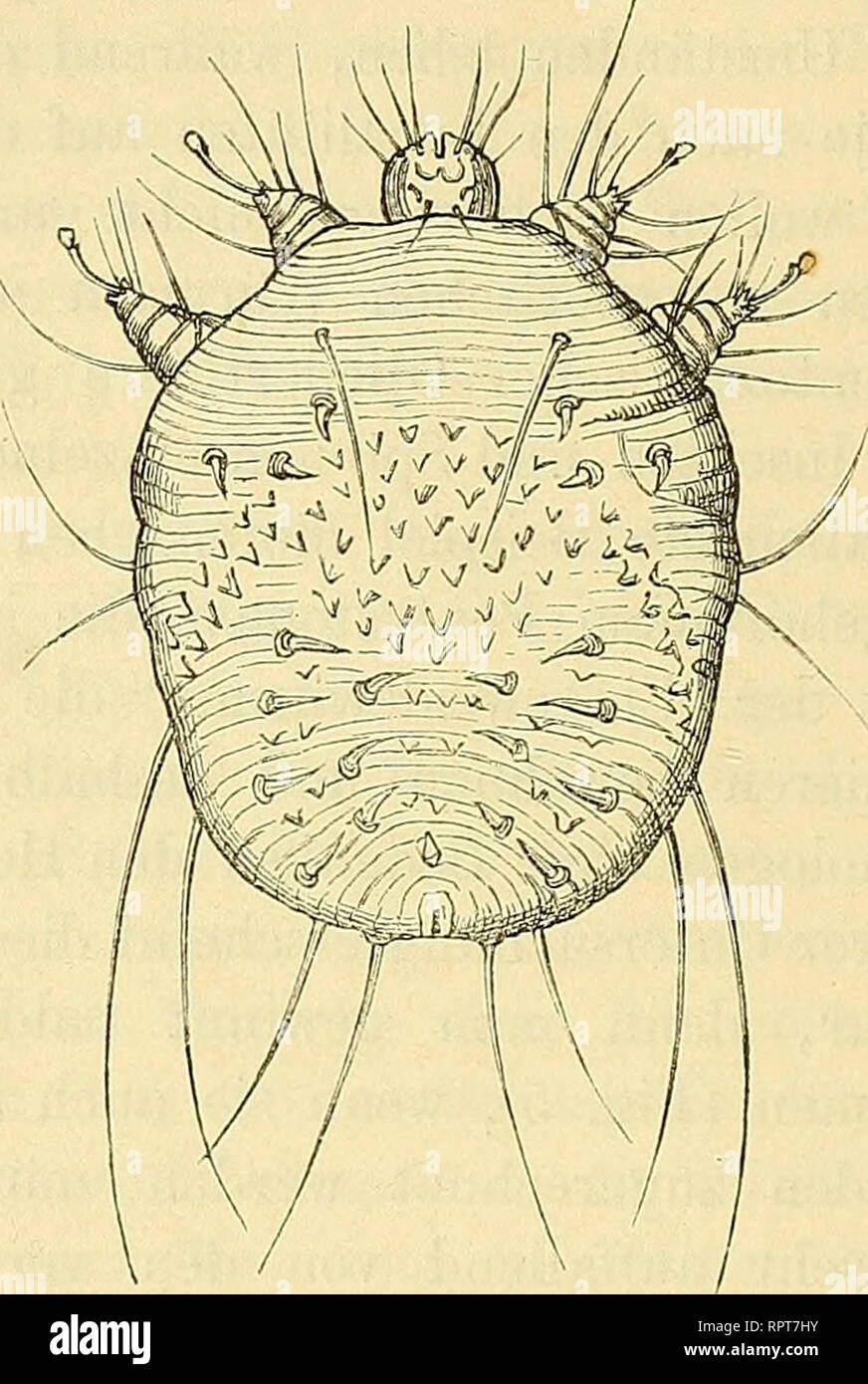 . Allgemeine Naturgeschichte der Parasiten mit besonderer