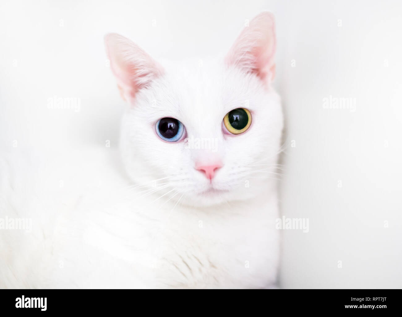 Eine weiße inländischen Kurzhaarkatze mit großen geweitete Pupillen und Heterochromia, ein blaues Auge und ein gelbes Auge Stockfoto