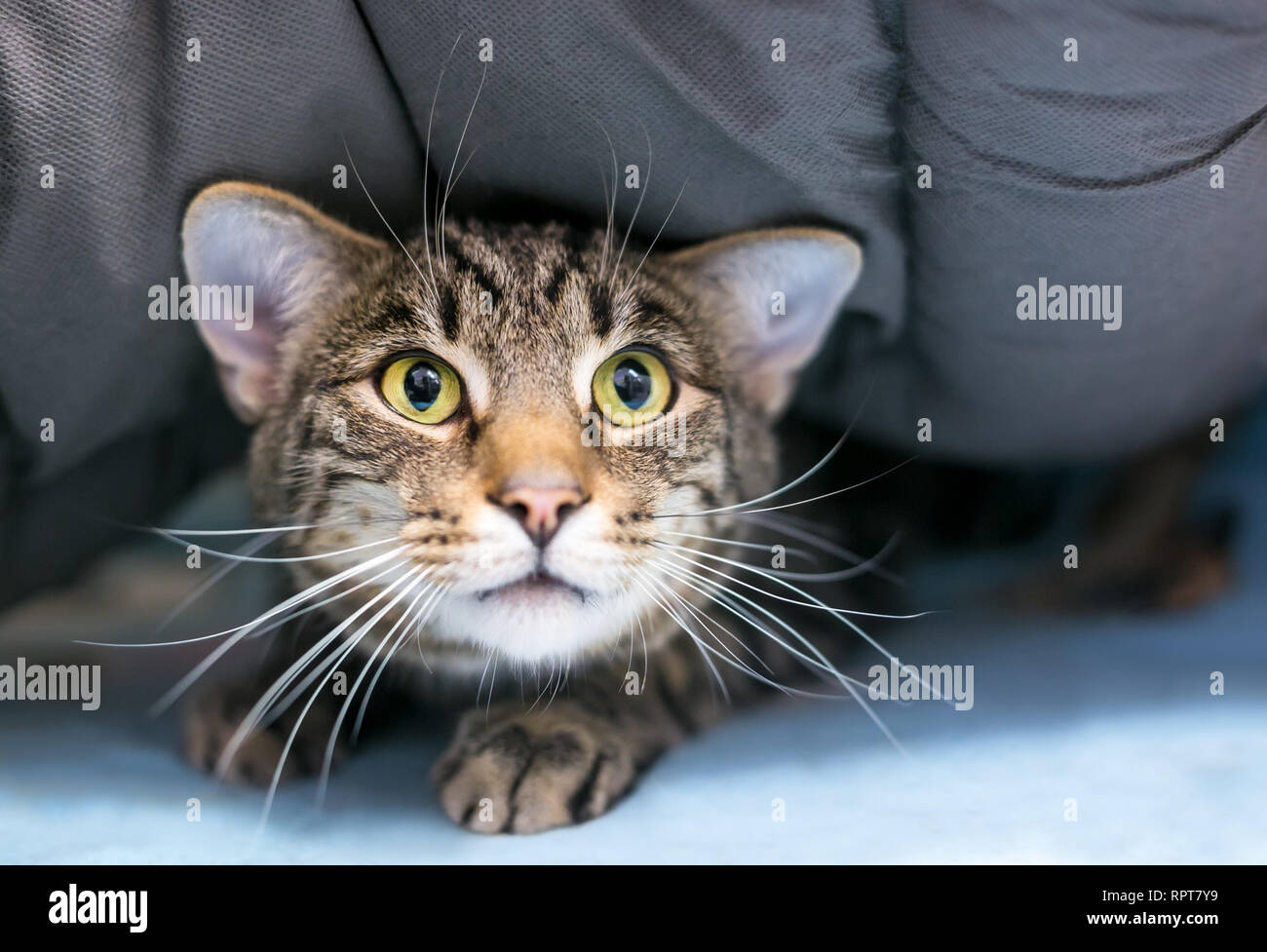 Ein zaghafter inländischen Kurzhaar tabby Katze versteckt sich unter einer Decke Stockfoto