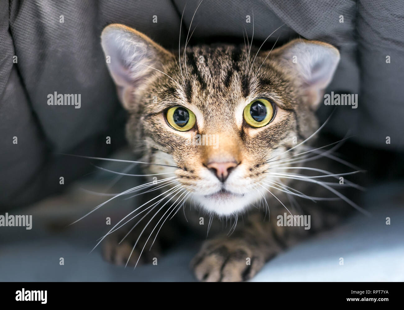 Ein zaghafter inländischen Kurzhaar tabby Katze versteckt sich unter einer Decke Stockfoto