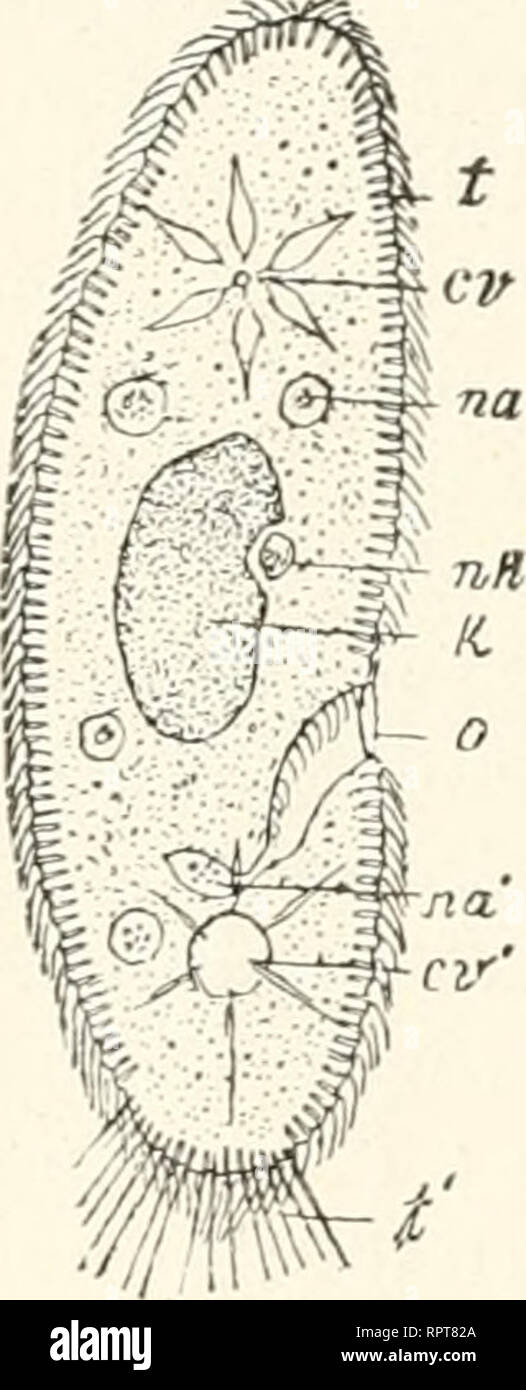 . Allgemeine Biologie. Biologie; Zellen. 32 Zehntes Kapitel. Zahl der Chromosomen, die jedem Tochterkerne zufäUt, nur die Lehrwerk jener Zahl darstellt, welche die Gewebszellen derselben Pflanze auf-wiesen. 5/6 ihrer Wanderung nach den Polen lassen sterben Chromo-somen eine Längsspaltung erkennen. This Längsspaltung wurde tat-sächlich schon in der Höhle Prophasen, auch vor Anlage der Kernplatte voll-zogen, führte aber nicht, wie bei einer gewöhnlichen Kernteilung, zur Sonderung der Längshälften. Sterben Nummern-oper Längshälften jedes Chromo-soms bleiben vielmehr aneinander (Nr. 11) und gelangen in denselb Stockfoto