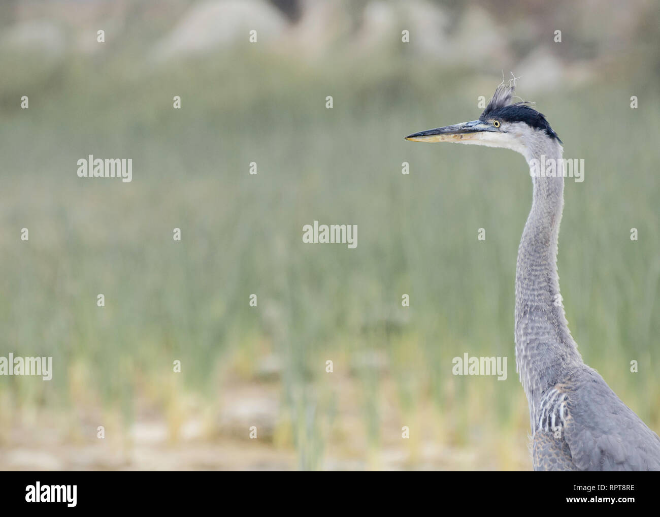 Great Blue Heron (Ardea herodias), Refugio State Beach, in der Nähe von Goleta, CA, USA. Stockfoto