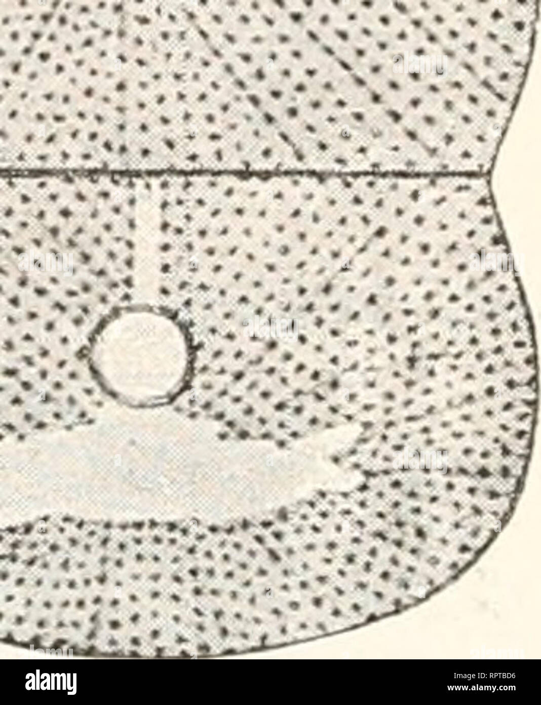 . Allgemeine Biologie. Zytologie, Histologie. 182 Achtes Kapitel. Phase der Teilung rasch einzutreten (Abb. 118). Entsprechend einer Ebene, welche man mitten durch die Hantelfigur senkrecht zu ihrer Längs-achse hindurchlegen kann, bildet sich an der Oberfläche des Kies eine Ringfurche aus. Dieselbe schneidet rasch tiefer in sterben zerlegl Eisubstanz ein und Sie in kurzer Zeit in zwei gleiche Hälften, von denen eine jede sterben Lehrwerk der Spindel mit Gruppe der Tochtersegmente, sterben Lehrwerk der Hantelfigur und protoplasmatisches Strahlensystem erhält. Abb. 118. • ;)". Abb. 11!". &Gt;: •.,.:'&Amp Stockfoto