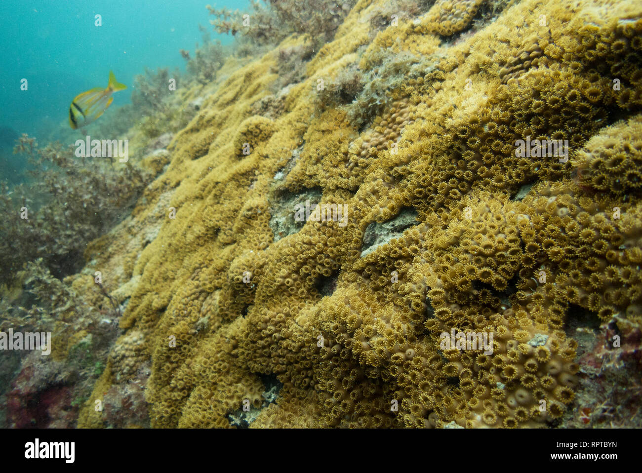 Palythoa caribaeorum Korallen aus SE Brasilien Ilhabela. Stockfoto