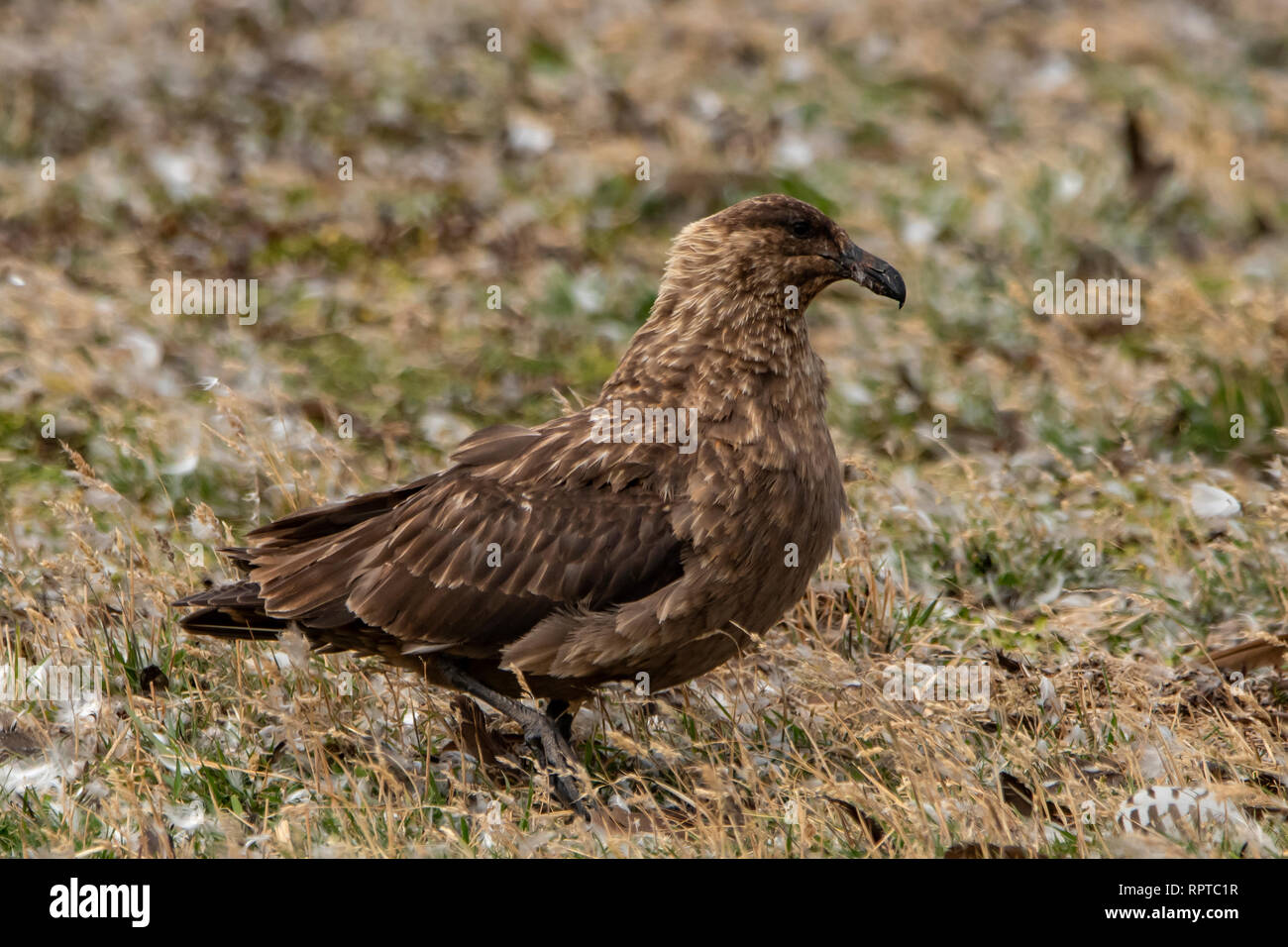 Braune Skua, Eulen antarktis Antarktis, Falkland Inseln Stockfoto