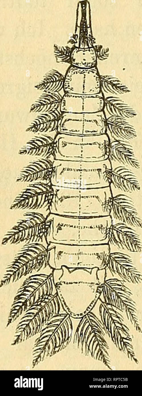 . Allgemeine Naturgeschichte der Parasiten: mit besonderer Berücksichtigung der bei dem Menschen schmarotzenden Arten. Parasiten; Medizinische Parasitologie; Parasiten; Parasitologie. 182 Darmwürmer. Es bedarf übrigens nicht Lichtblick der Anwesenheit einer Grössern Menge von Darmwürmern, um Veränderungen, wie Sterben voran - Holzbilderrahmen beschriebenen, hervorzurufen. Schon ein einziger Bandwurm oder Spulwurm kann Erscheinungen einer mehr oder minder inten-siven Darmreizung bedingen, vorausgesetzt allerdings, dass seine körperliche Beschaflenheit Löwen nur einigermassen kräftige / gestattet. Dieselbe Röthu Stockfoto