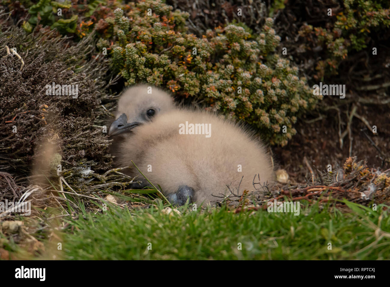 Braune Skua Küken, Eulen antarktis Antarktis, Falkland Inseln Stockfoto