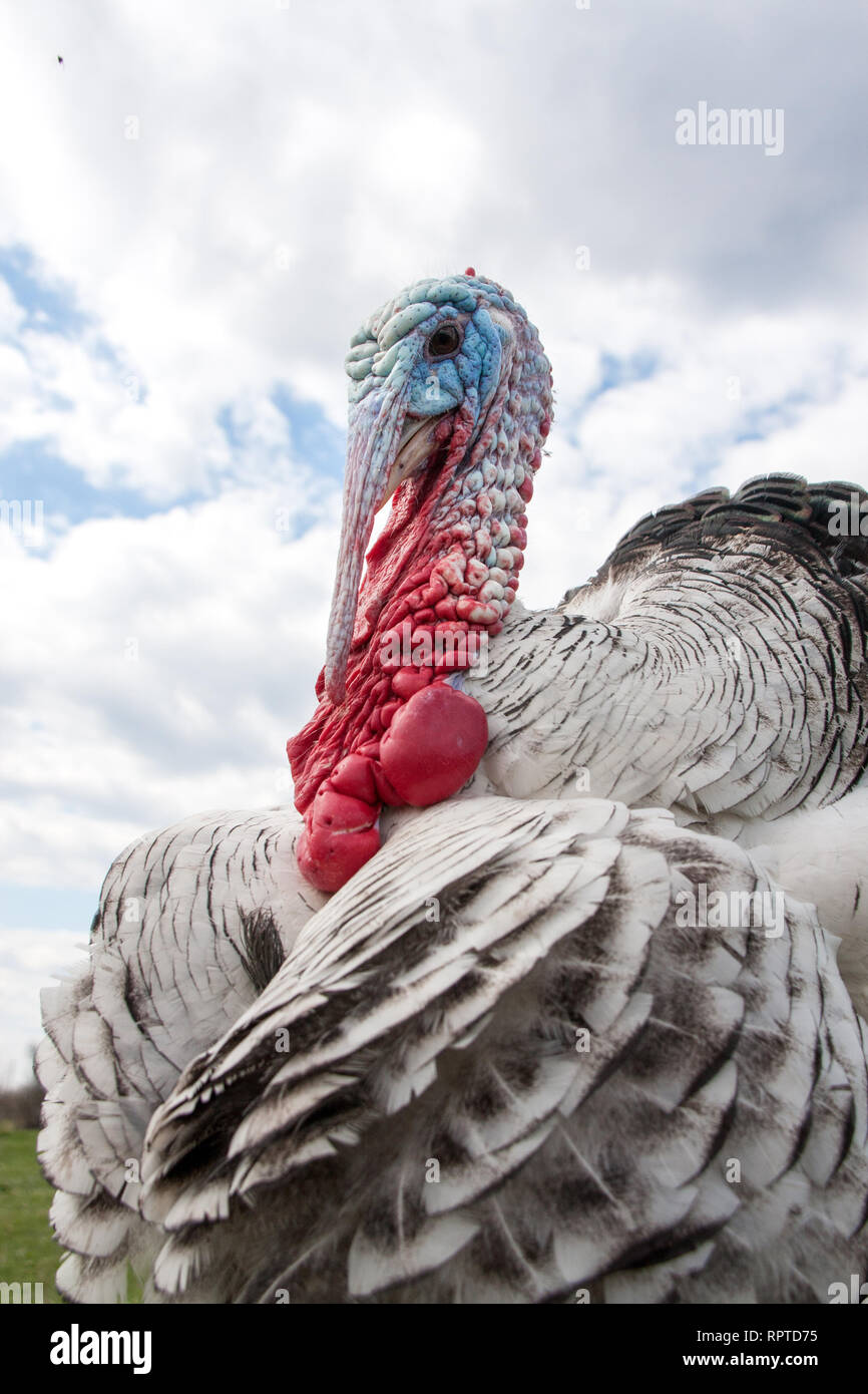 Türkei männlich oder gobbler Nahaufnahme auf dem bewölkten Himmel Hintergrund Stockfoto