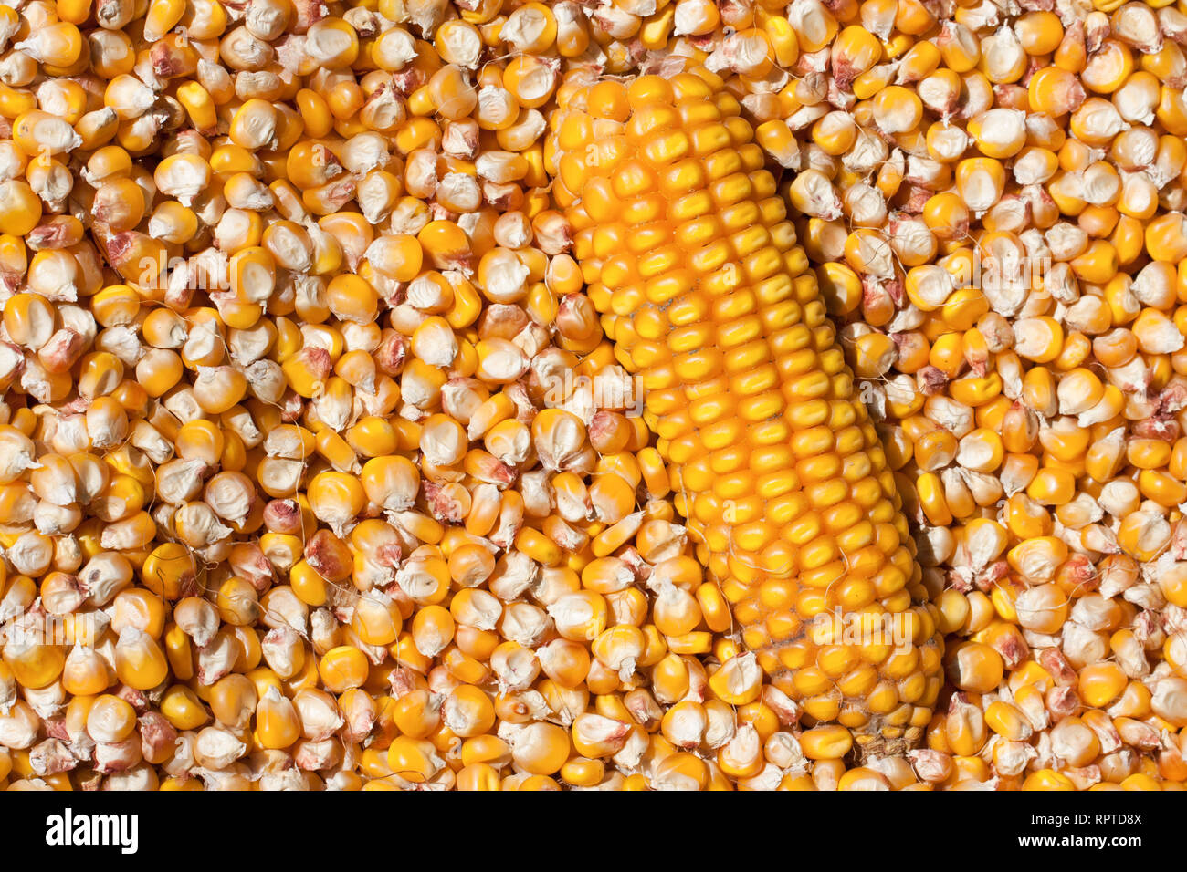 Mais mit einem Kopf als Hintergrund getrocknet. Ansicht von oben Stockfoto
