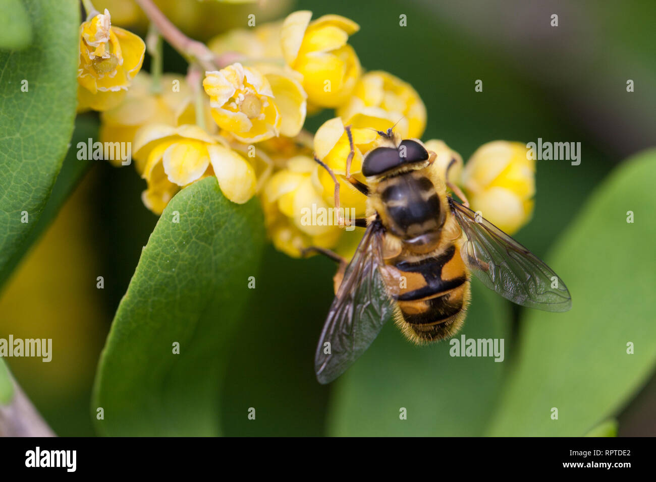 Biene auf die blühende Berberitze Berberis Amurensis. Selektiver Fokus, flacher DOF Stockfoto