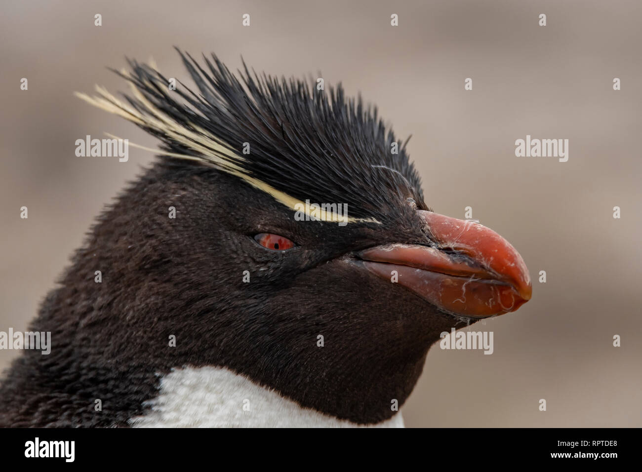 Rockhopper Penguin Eudyptes chrysocome, Falkland Inseln Stockfoto