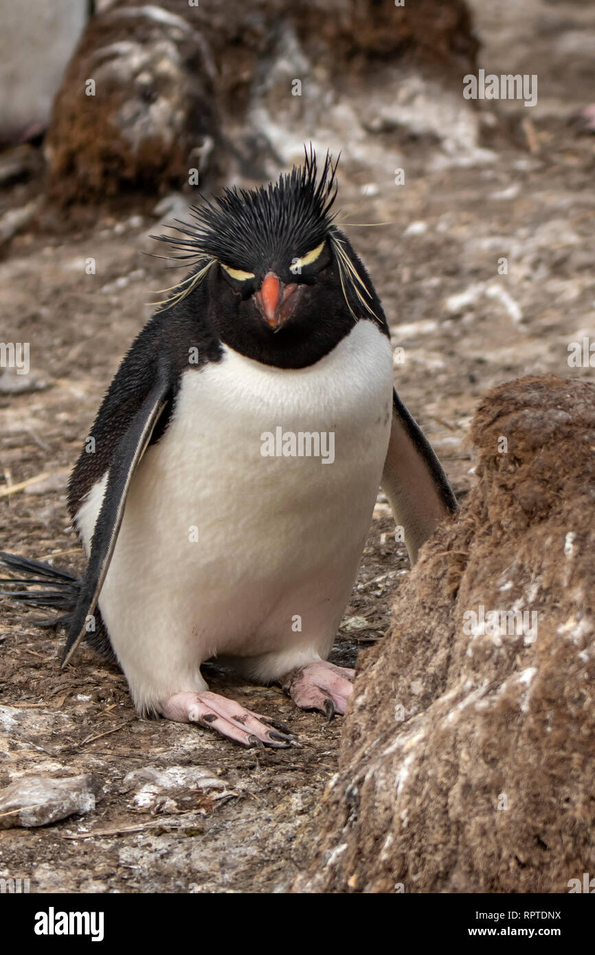 Rockhopper Penguin Eudyptes chrysocome, Falkland Inseln Stockfoto