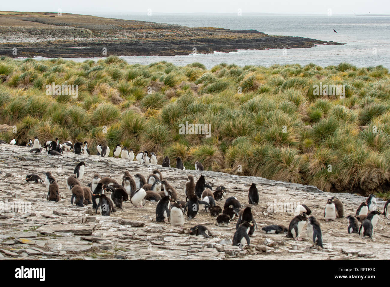 Kolonie von Rockhopper Pinguine, Eudyptes chrysocome, Trostloser, Island, Falkland Inseln Stockfoto