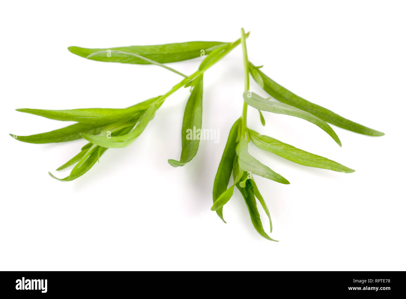Zweig Estragon auf einem weißen Hintergrund. Artemisia dracunculus Stockfoto