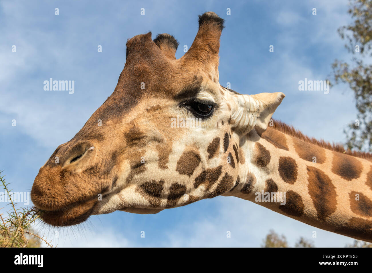Giraffe (Giraffa Camelopardalis) über blauen Himmel mit weißen Wolken in Wildlife Sanctuary Stockfoto