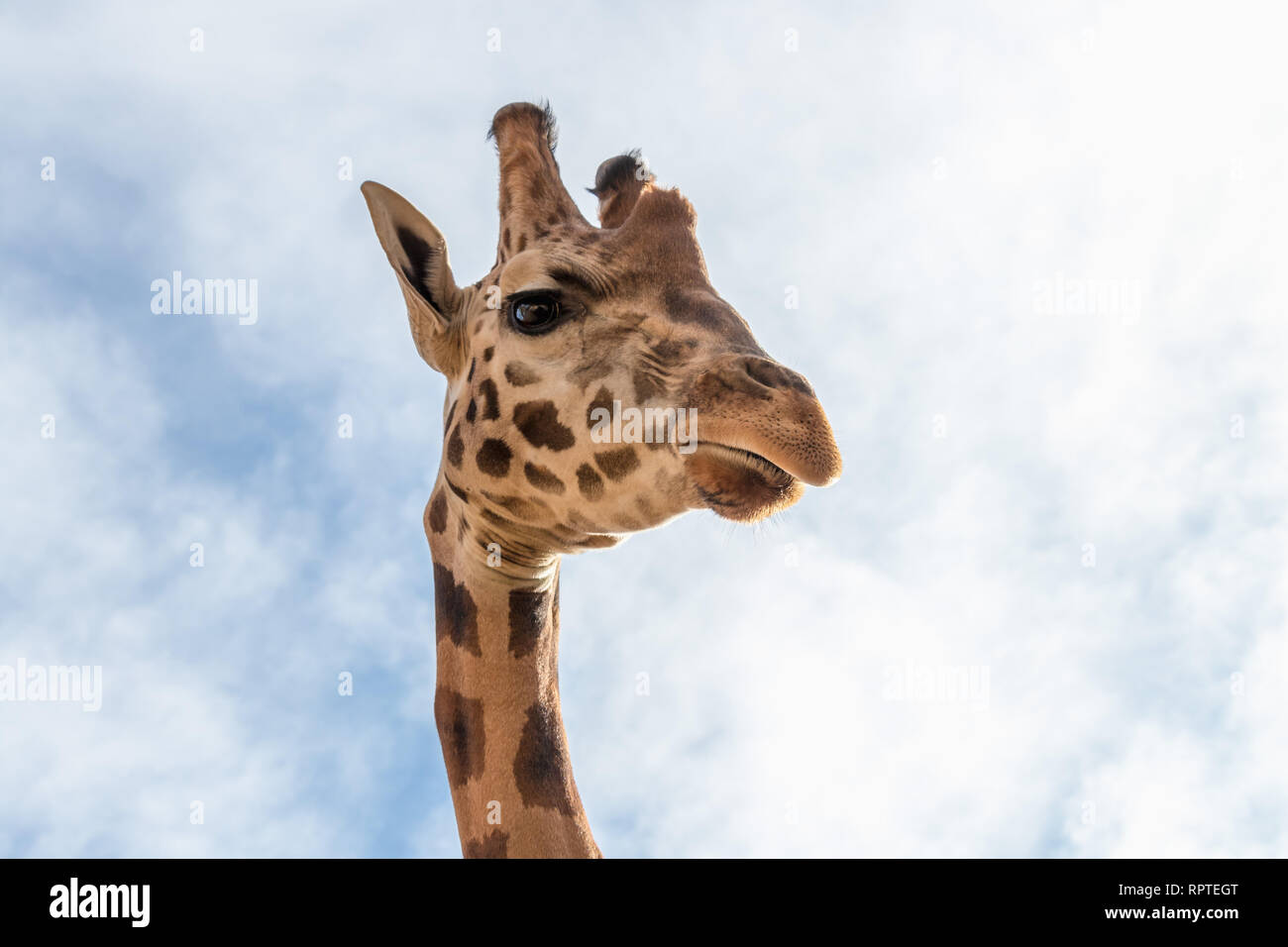 Portrait von Giraffe (Giraffa Camelopardalis) über blauen Himmel mit weißen Wolken in Wildlife Sanctuary Stockfoto