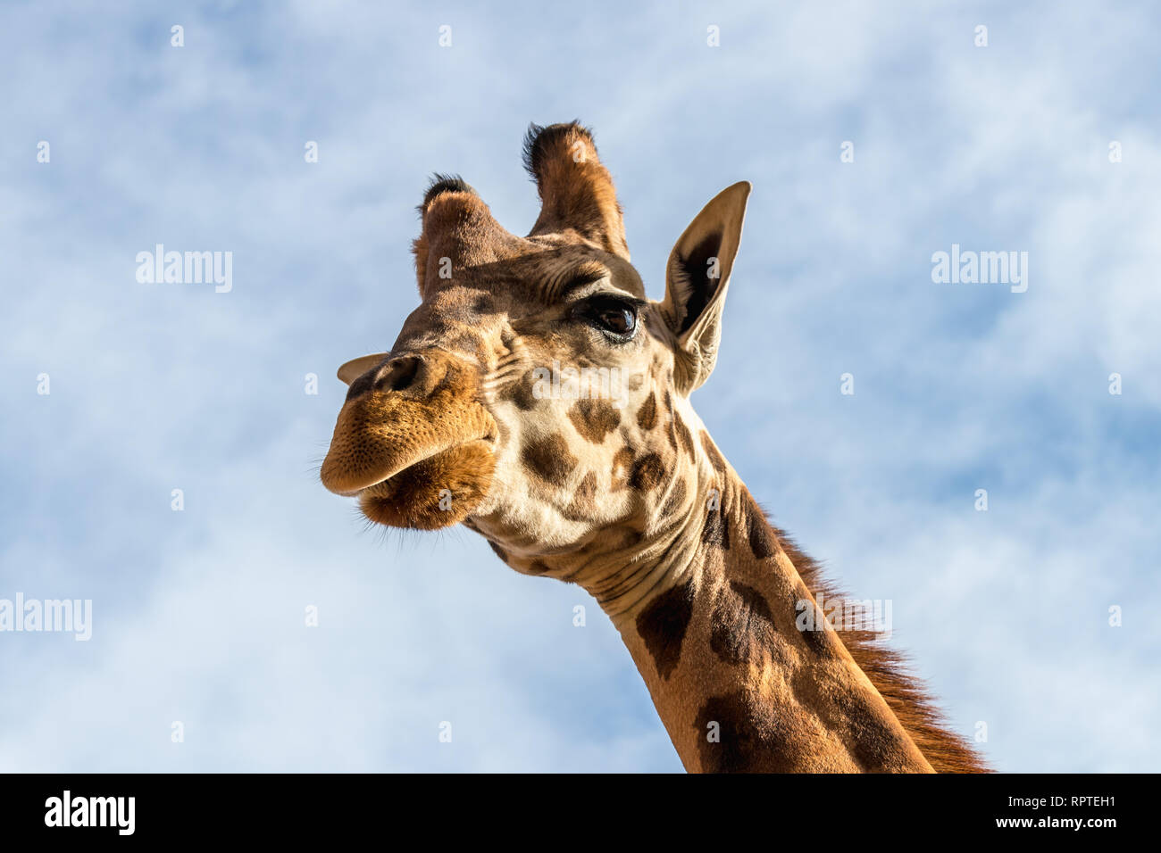 Portrait von Giraffe (Giraffa Camelopardalis) über blauen Himmel mit weißen Wolken in Wildlife Sanctuary Stockfoto