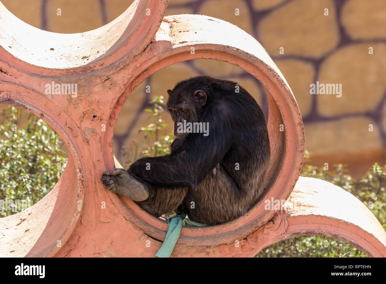 Schimpanse gefangen und langweilig Stockfoto