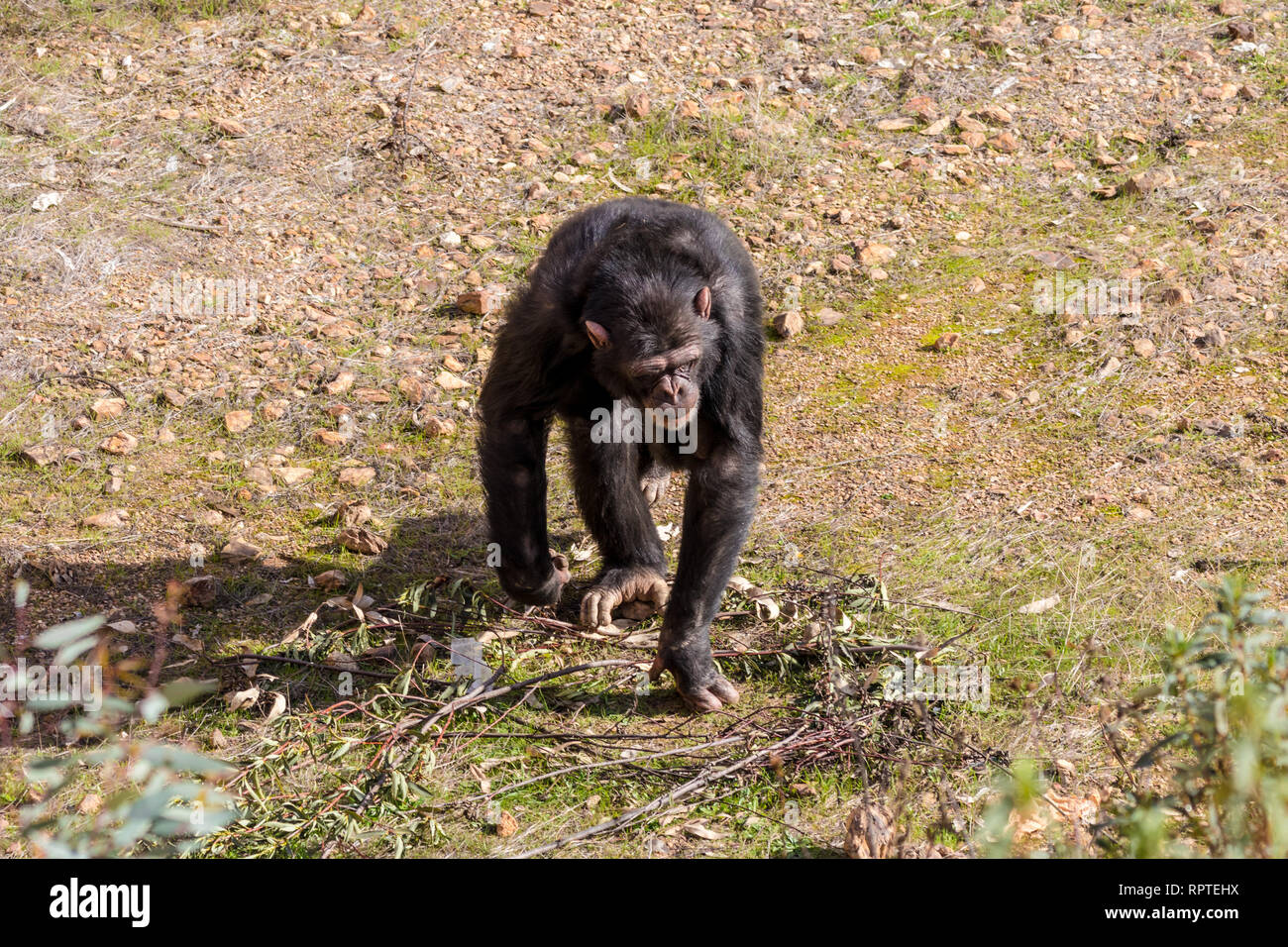 Junge Schimpansen im natürlichen Lebensraum Stockfoto