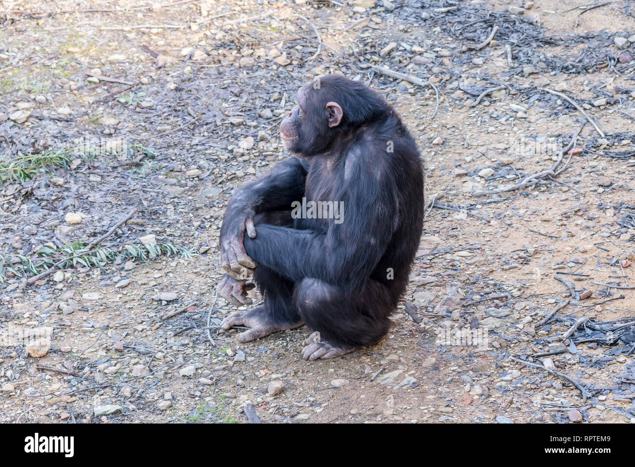 Schimpansen in natürlichen Lebensraum Stockfoto