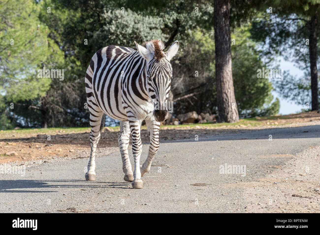 Zebra im natürlichen Lebensraum Stockfoto