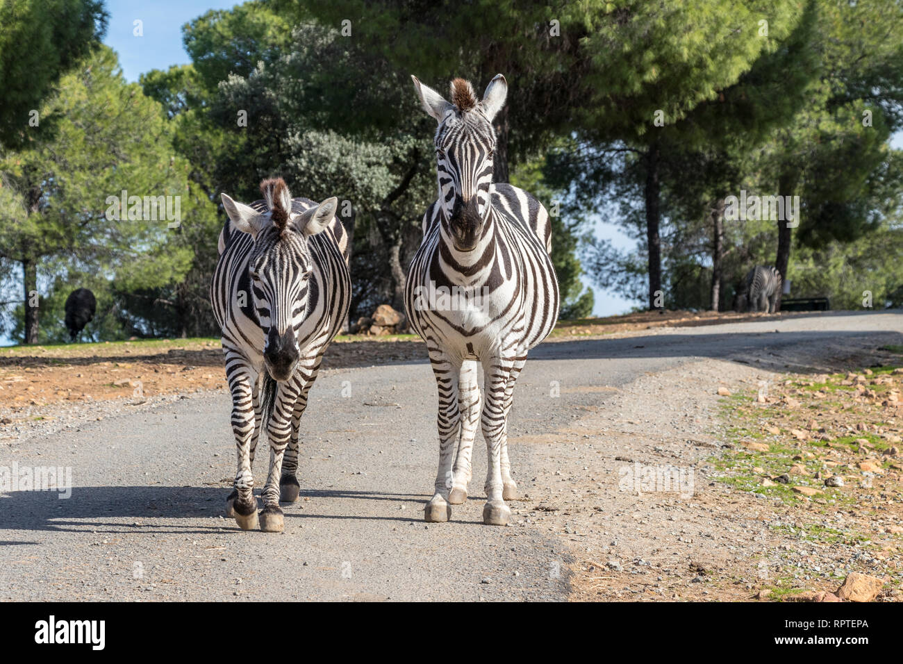 Zebra im natürlichen Lebensraum Stockfoto
