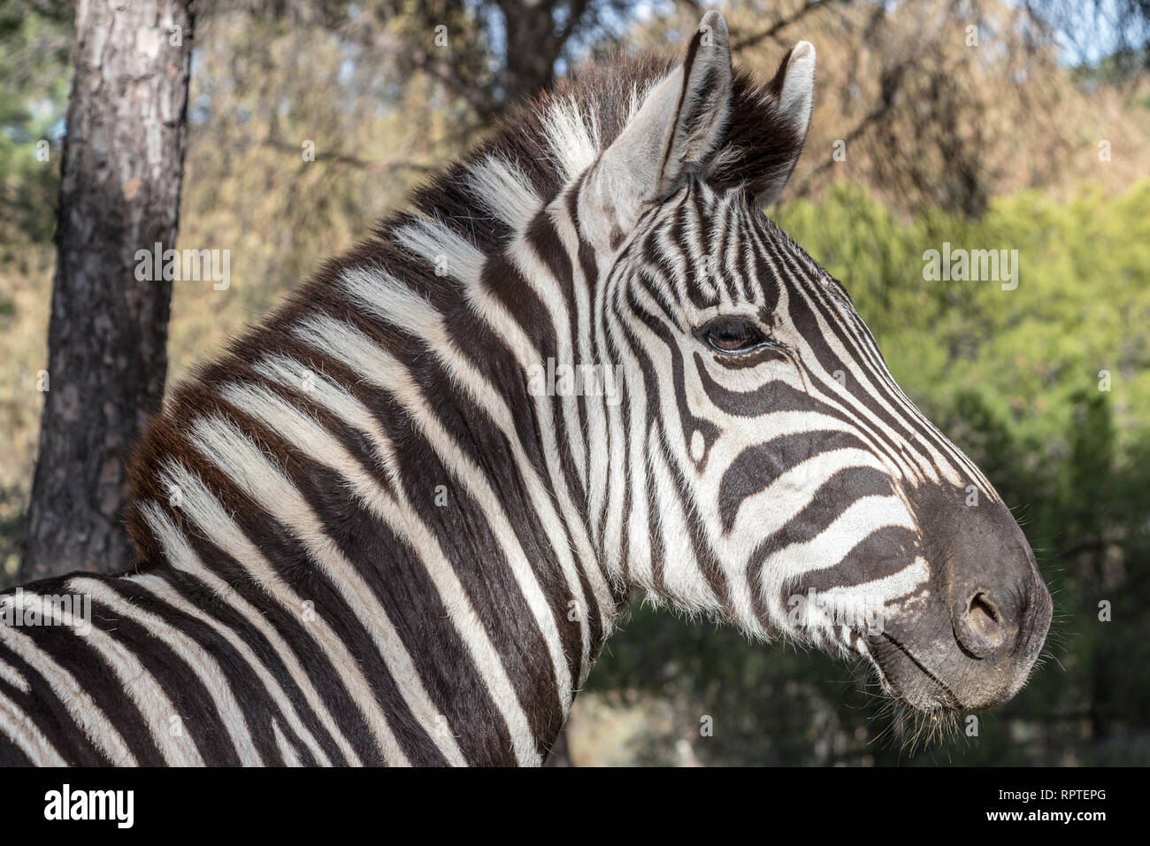 Zebra im natürlichen Lebensraum, Nahaufnahme Kopf detail Stockfoto