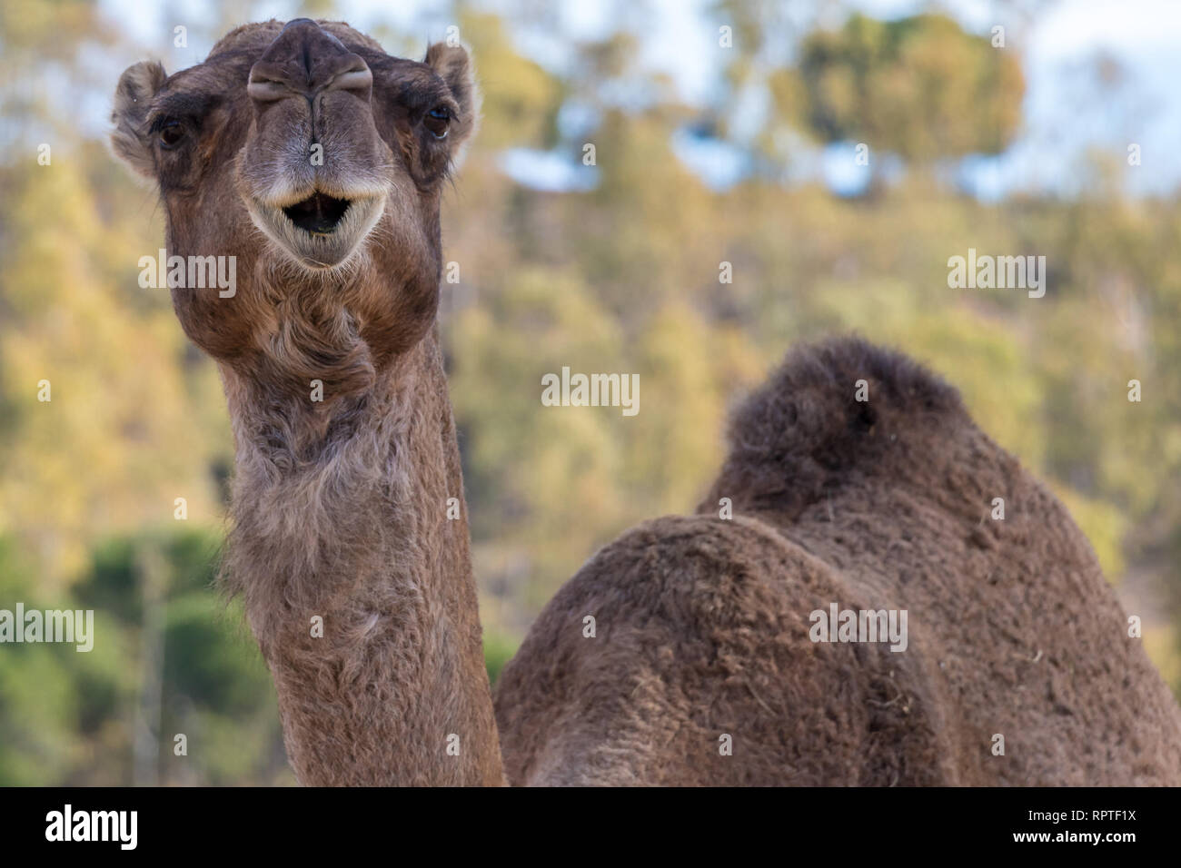 Kamel, Dromedar (Camelus dromedarius) Stockfoto