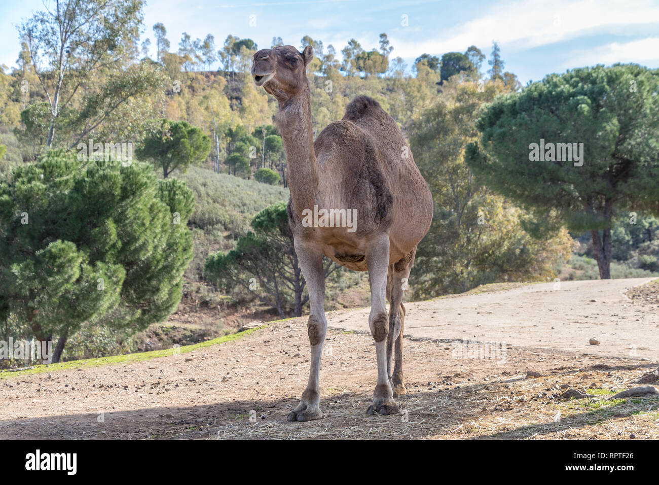 Kamel, Dromedar (Camelus dromedarius) Stockfoto
