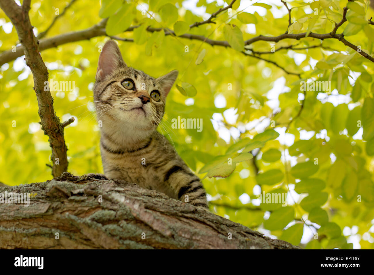 Ein tabby kitten Praktiken auf einen Baum im Garten Stockfoto