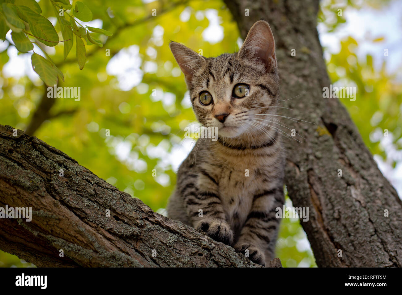 Ein tabby Kätzchen spielt in einem Baum, der vorgibt zu jagen und Beobachten für alles verschieben Stockfoto