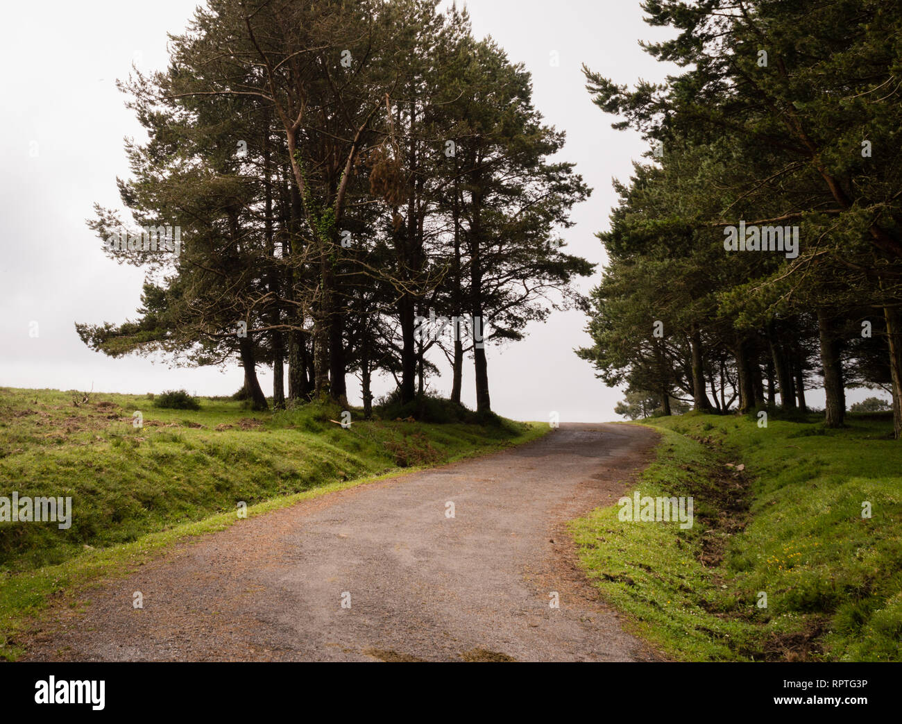 Alte Forststraße an einem bewölkten Tag. Ponga, Asturien, Spanien, Europa. Stockfoto