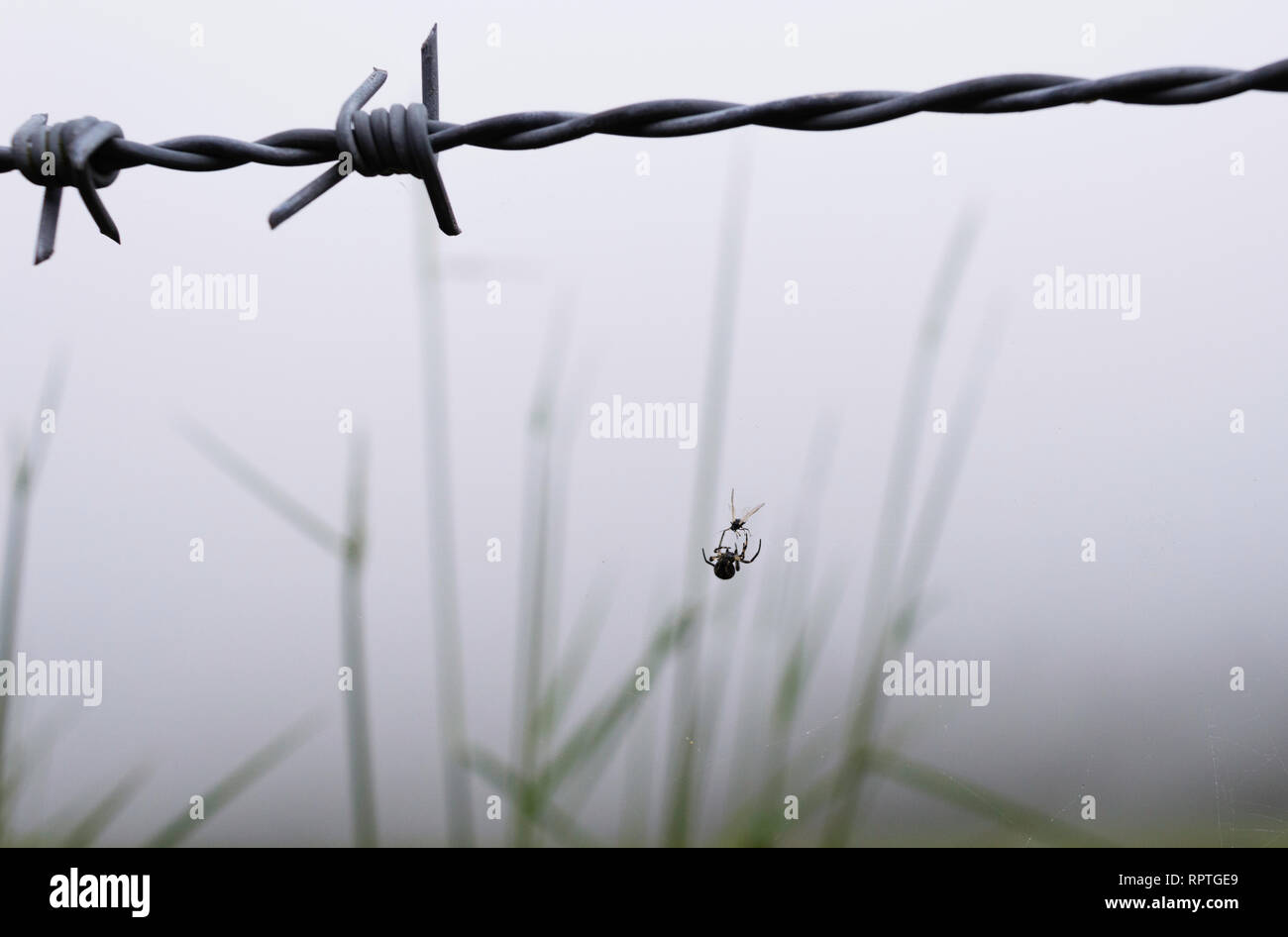 Eine Spinne ist die Jagd von einem Stacheldraht eine Fliege. Nebel im Hintergrund. Stockfoto