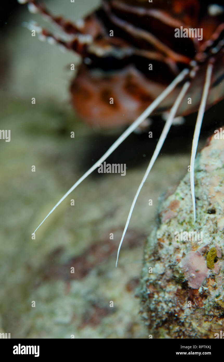 Spotfin Lionfish, Pterois antennata, Stacheln, Dewara Wall Tauchplatz, Dewara, in der Nähe der Insel Tanimbar, vergessene Inseln, Banda See, Indonesien Stockfoto