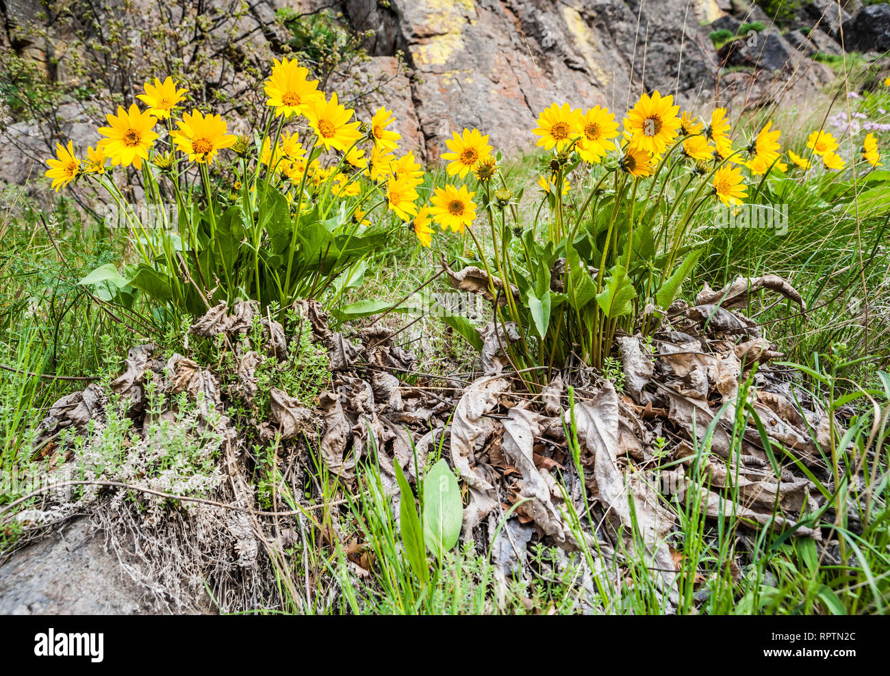 In der Balsamroot Tieton River Canyon wächst, Eastern Washington, USA. Stockfoto