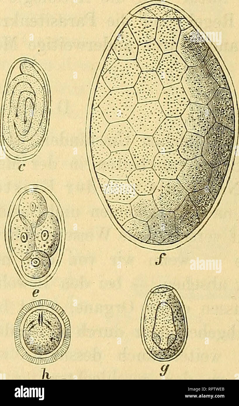 . Allgemeine Naturgeschichte der Parasiten mit besonderer