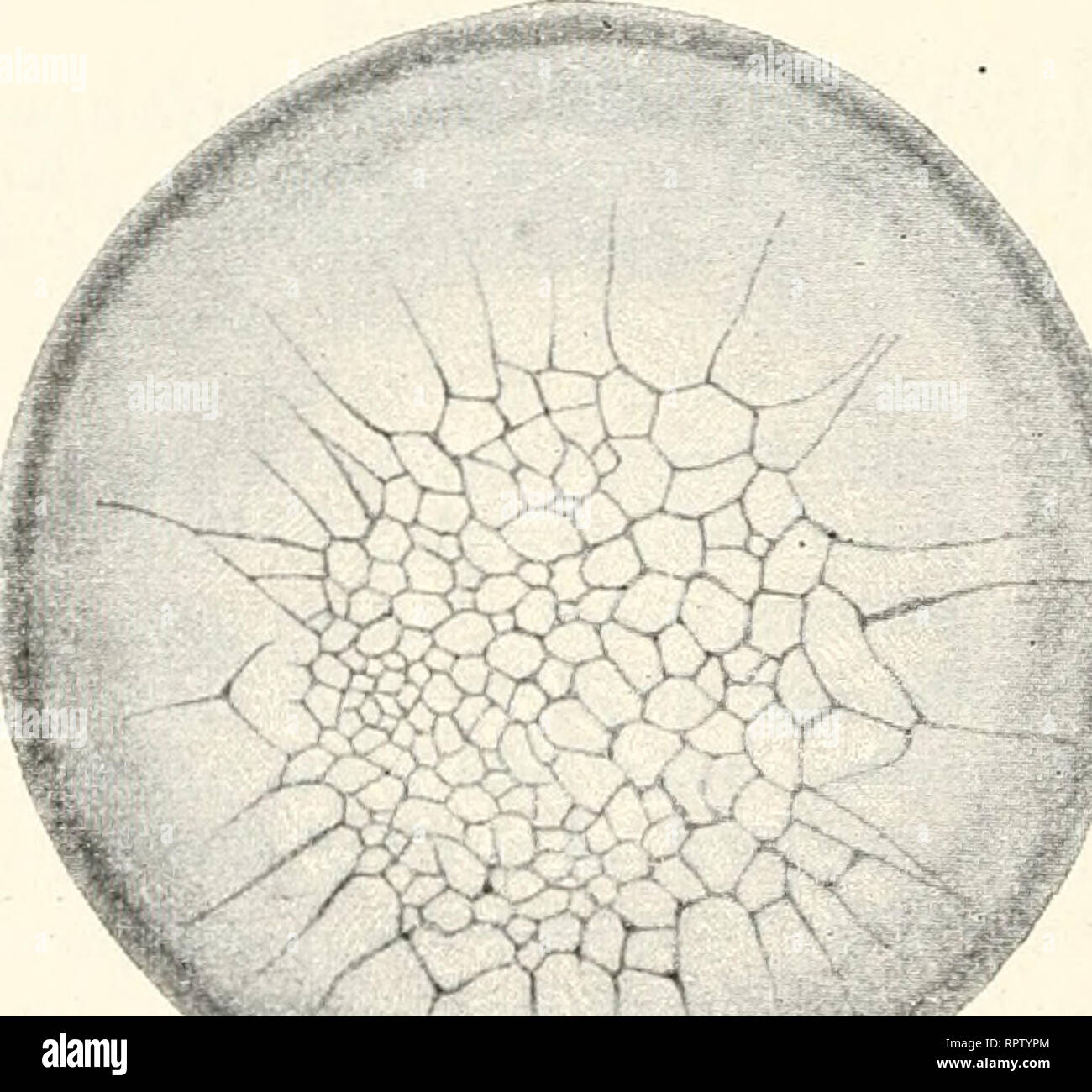 . Allgemeine Biologie. Biologie; Zellen. 262 Neuntes Kapitel.die Form eines Hufeisens ein und löst sich dann von dem feinen Ver-bindungsfaden ab, durch den er mit dem mütterlichen Kern zusammen - hing. Die Knospen sind jetzt reif und bewegen sich nach ihrer Abtrennung vom Mutterorganismus eine Zeitlang im Meerwasser als Schwärmer fort. Abb. 235. Abb. 236. +%. "^Abb. 235. Keimscheibe eines Hühnereies aus dem Uterus mit 4 Segmenten. / KÖLLIKER. Abb. 236. Keimscheibe eines Hühnereies aus dem Uterus mit 11 Segmenten. / KÖLLIKER. Ii. Partielle Teilung. Partielle Teilung kommt Sterben, von Ei Stockfoto