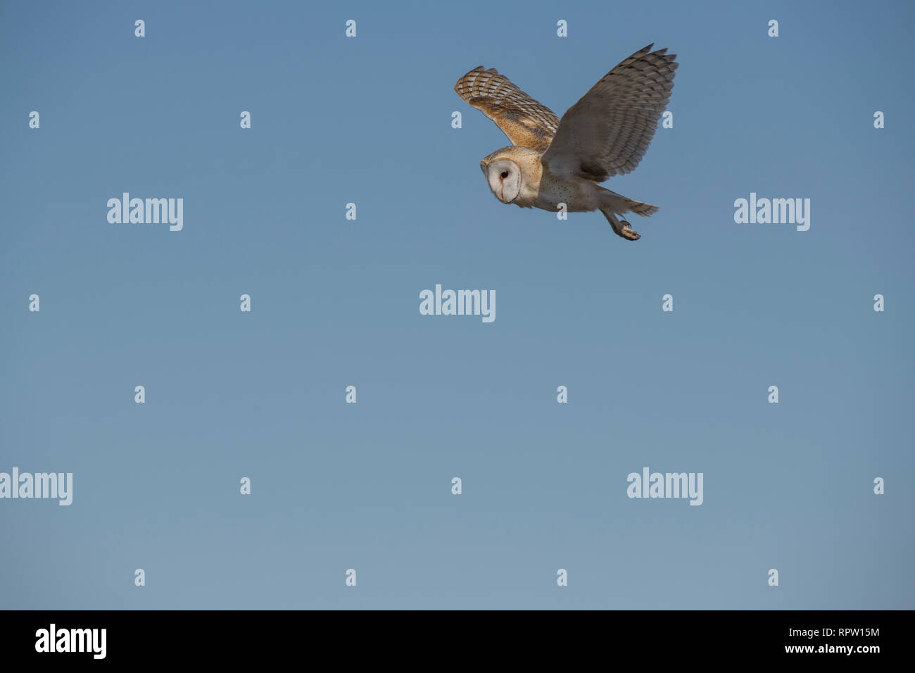 Schleiereule im Flug Stockfoto