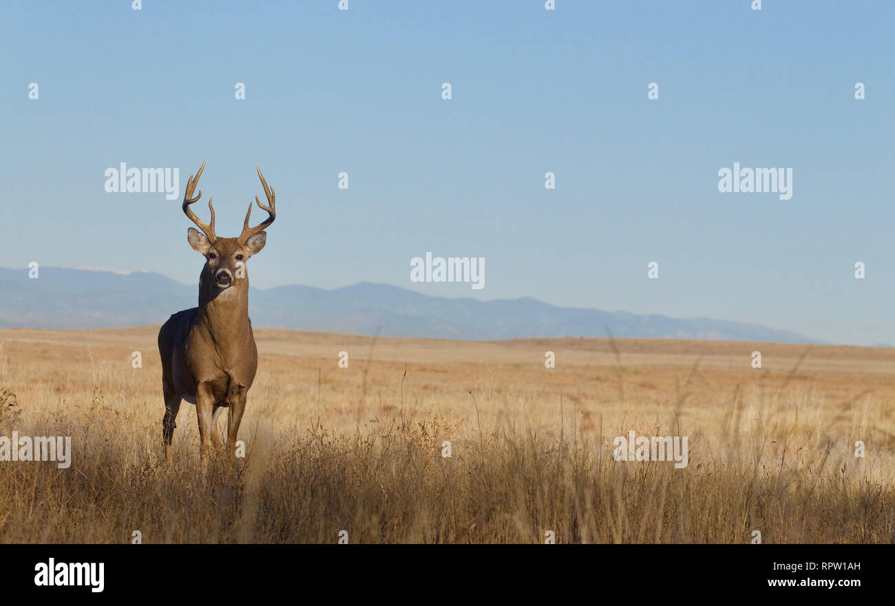 Whitetail Deer buck in den Great Plains prairie Grünland mit dem Rocky Mountain Foothills im Hintergrund Stockfoto