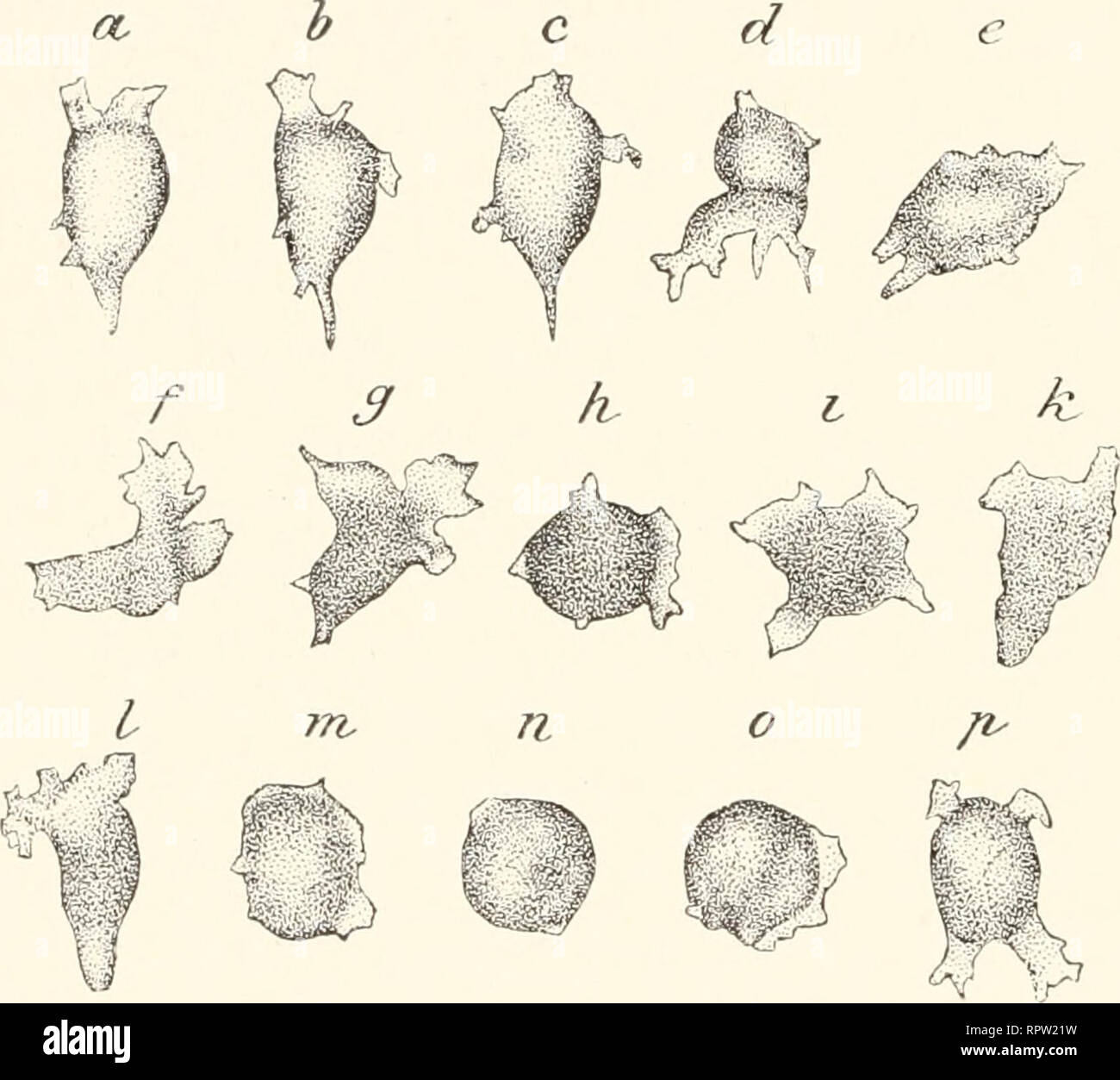 . Allgemeine Biologie. Zytologie, Histologie. FÜNFTES KAPITEL. 11. Bewegungserscheinungen sterben. Eine der am meisten sichtbaren Lebensäußerungen der Organismen ist ihre Fälligkeit, Bewegungen auszuführen und dabei die äußeren Formen des Körpers oft in der auffälligsten Weise zu verändern. This Fähigkeit wohnt schon dem Protoplasma der Zelle inneund kann sich in verschie-dener- Weise betätigen. Wir unterscheiden hier: 1. Die eigent-liche Protoplasmabe-wegung, 2. sterben Flim-mer- und Geißelbewe-gung, 3. sterben / der pulsierenden Va-kuolen, 4. sterben Bewe-gungen und Formver-Änderungen, wel Stockfoto