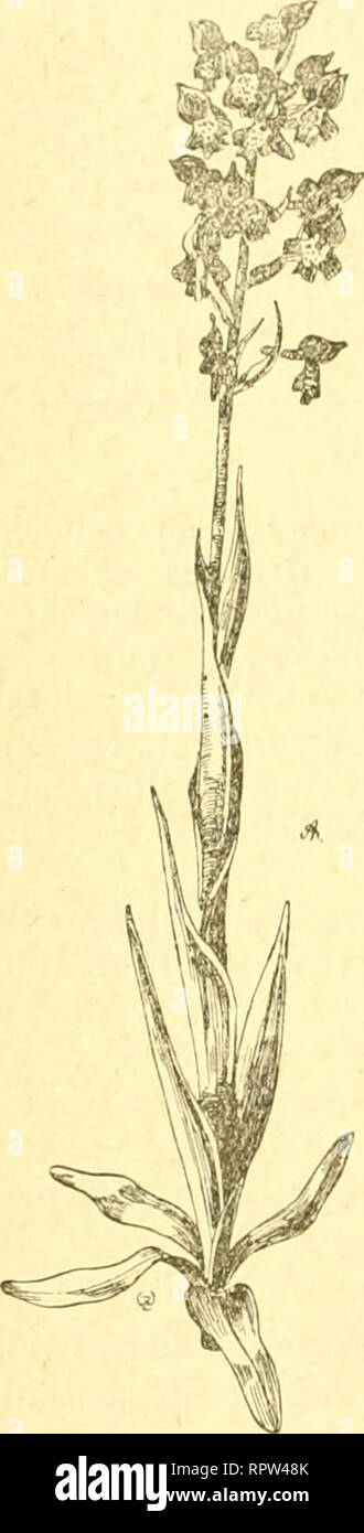 . Allgemeine botanische Zeitschrift für Systematik, Floristik, pflanzengeographie etc. Botanik. Orchis coriophora x Morio. Von Waltber Z Ich ra nier m Eine ii in Freiburg im Breisgau. B. (adlerapotheke). Der Umstand, dass of this Orchideenbastard, bisher für die badische Flora wie überhaupt und des Deutschen Keiches unbek, Nonne auch für diesen Floi-enbezirk nachgewiesen wurde, dann weiter der, dass sterben zwei Beschreibungen, sterben meines Wissens vorhanden sind, schwer zugänglich sind-sterben die Liebe findet sich mit Abbildung in Reichenbachs Iconographie, sterben andere vom Verfasser selbst veröffentlichte in Stockfoto