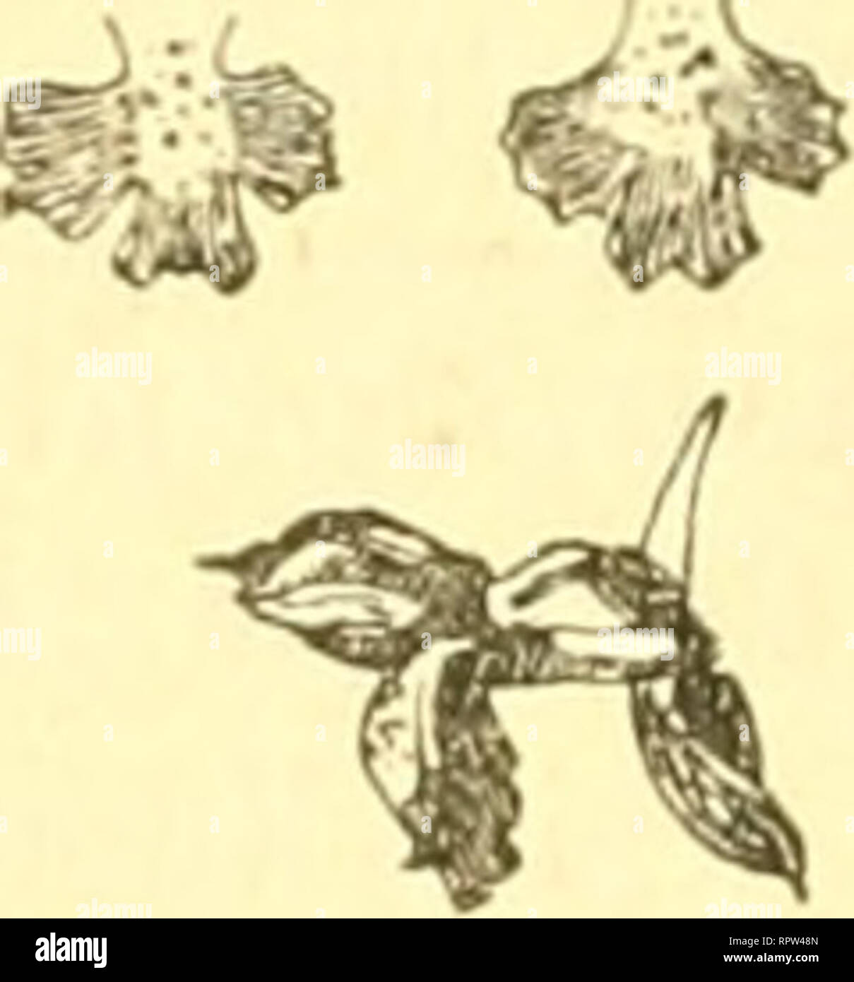 . Allgemeine botanische Zeitschrift für Systematik, Floristik, pflanzengeographie etc. Botanik. - 150 -. Orchis coriophora x Morio. Von Waltber Z Ich ra nier m Eine ii in Freiburg im Breisgau. B. (adlerapotheke). Der Umstand, dass of this Orchideenbastard, bisher für die badische Flora wie überhaupt und des Deutschen Keiches unbek, Nonne auch für diesen Floi-enbezirk nachgewiesen wurde, dann weiter der, dass sterben zwei Beschreibungen, sterben meines Wissens vorhanden sind, schwer zugänglich sind-sterben die Liebe findet sich mit Abbildung in Reichenbachs Iconographie, sterben andere vom Verfasser selbst veröffentl Stockfoto