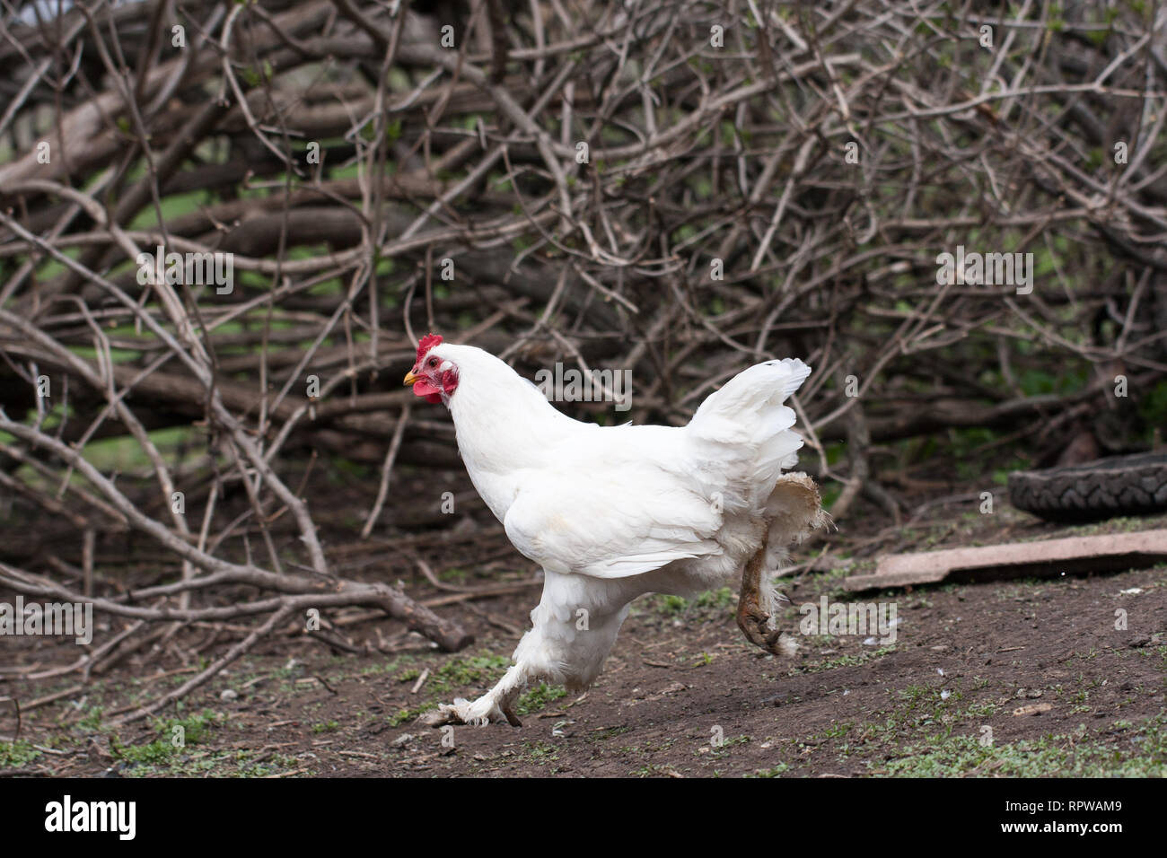 Home Huhn im Dorf Hof. Inländische Hühner sind frei - Bereich Stockfoto