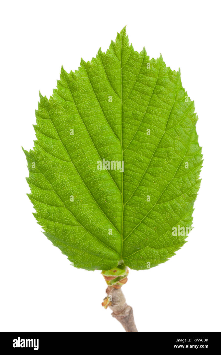 Das Blatt von Haselnuss auf weißem Hintergrund Stockfoto