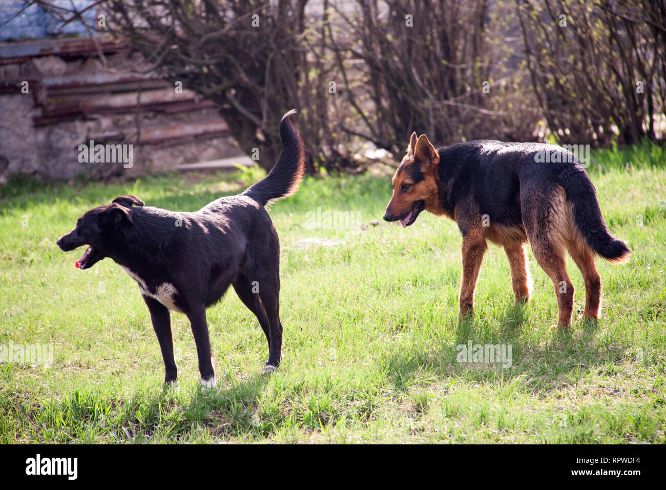 Zwei heimatlose Hunde gehen auf das Gras Stockfoto